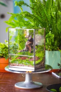 NCYP Close Geometric Glass Terrarium With Door, Tin Sealed Rectangle Tall Moss Wall Planter For Moss Wall, Fern, Landscape -Ncyp Garden Sale Shop 20220425001 19