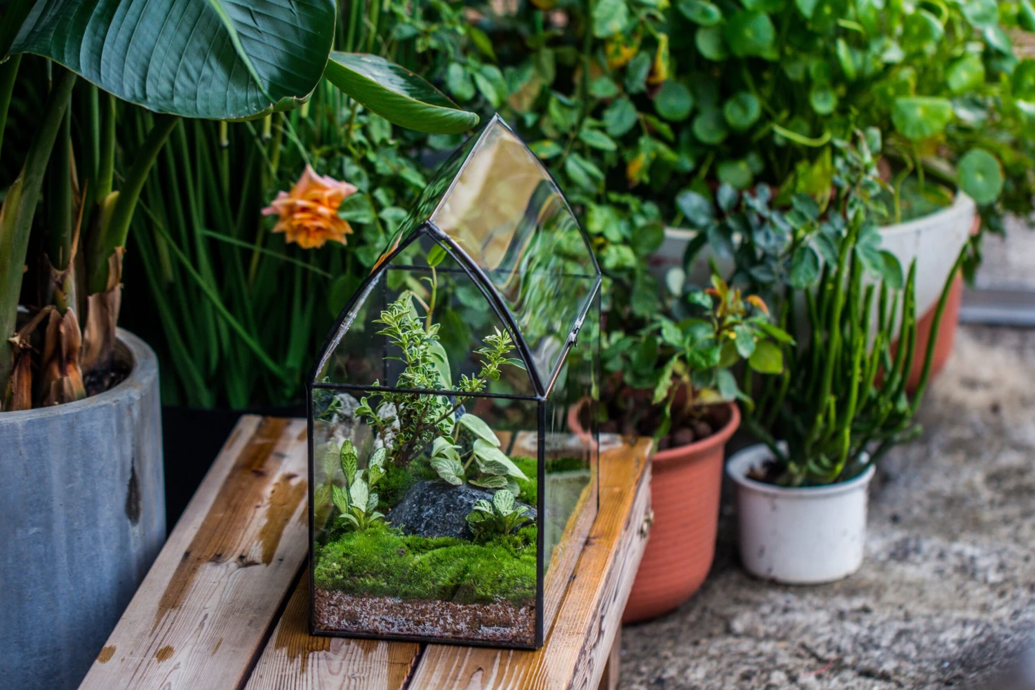 Handmade Unique Closed Terrarium With Arched Roof | HouseShape Closed Planter For Tropical Plants, Moss | Miniature Greenhouse Gift 12 Handmade Unique Closed Terrarium With Arched Roof | HouseShape Closed Planter For Tropical Plants, Moss | Miniature Greenhouse Gift - Image 12