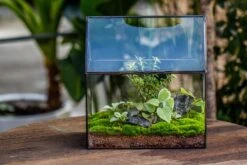Handmade Unique Closed Terrarium With Arched Roof | HouseShape Closed Planter For Tropical Plants, Moss | Miniature Greenhouse Gift 21 Handmade Unique Closed Terrarium With Arched Roof | HouseShape Closed Planter For Tropical Plants, Moss | Miniature Greenhouse Gift -Ncyp Garden Sale Shop 20220607004 4