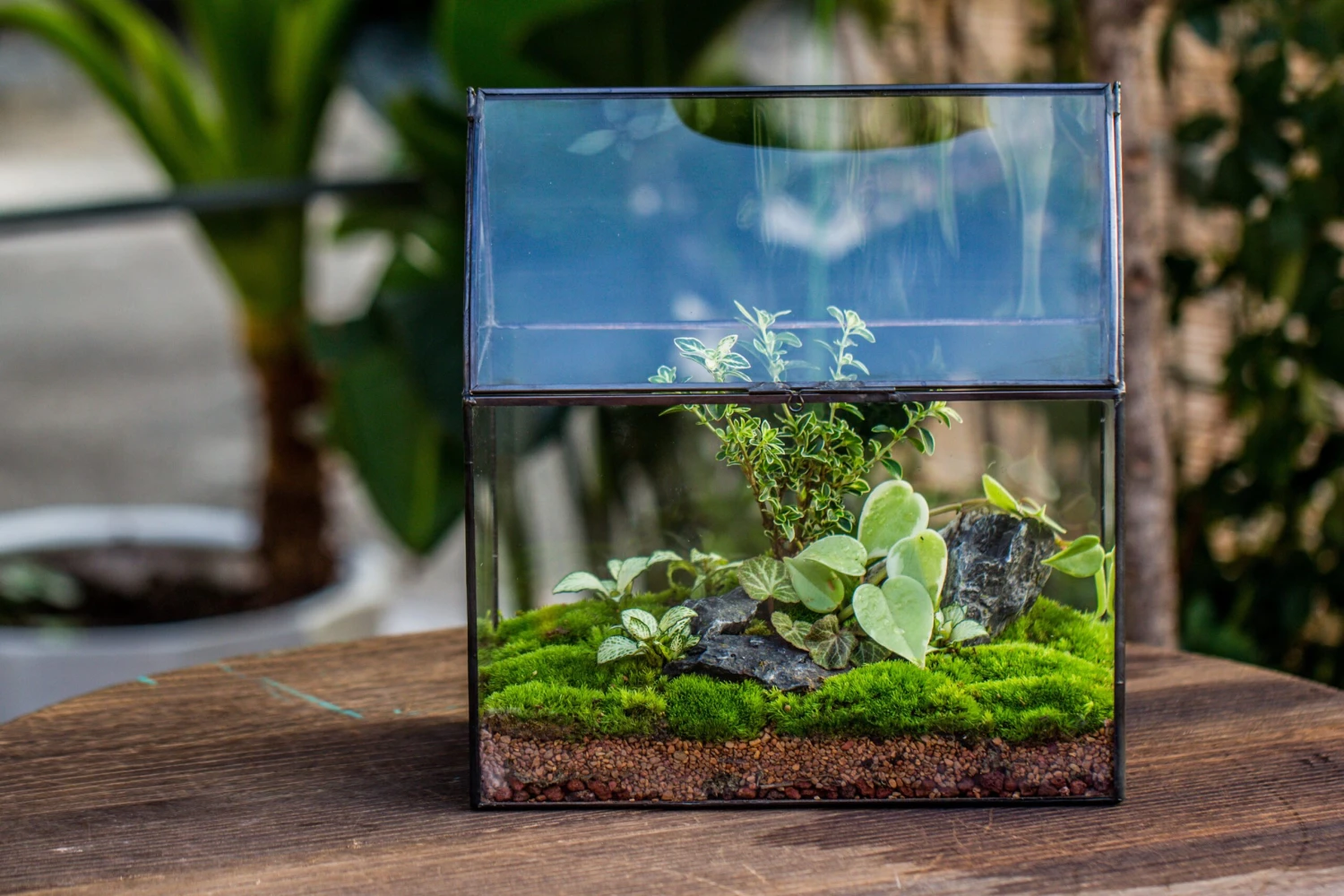 Handmade Unique Closed Terrarium With Arched Roof | HouseShape Closed Planter For Tropical Plants, Moss | Miniature Greenhouse Gift 8 Handmade Unique Closed Terrarium With Arched Roof | HouseShape Closed Planter For Tropical Plants, Moss | Miniature Greenhouse Gift - Image 8
