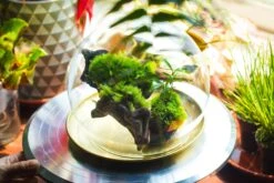 20x30cm Multiple Pieces Live Dry Leucobryum Moss, Cushion Moss Will Regreen, For Terrarium, Micro Landscape -Ncyp Garden Sale Shop 20220908007 29