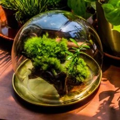 20x30cm Multiple Pieces Live Dry Leucobryum Moss, Cushion Moss Will Regreen, For Terrarium, Micro Landscape -Ncyp Garden Sale Shop 20220908007 30