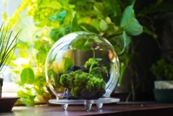 20x30cm Multiple Pieces Live Dry Leucobryum Moss, Cushion Moss Will Regreen, For Terrarium, Micro Landscape -Ncyp Garden Sale Shop 20220908007 52