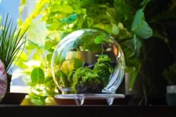 20x30cm Multiple Pieces Live Dry Leucobryum Moss, Cushion Moss Will Regreen, For Terrarium, Micro Landscape -Ncyp Garden Sale Shop 20220908007 53