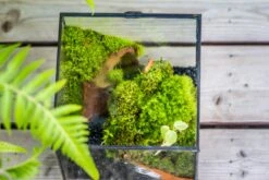20x30cm Multiple Pieces Live Dry Leucobryum Moss, Cushion Moss Will Regreen, For Terrarium, Micro Landscape -Ncyp Garden Sale Shop 20221018001 15 13