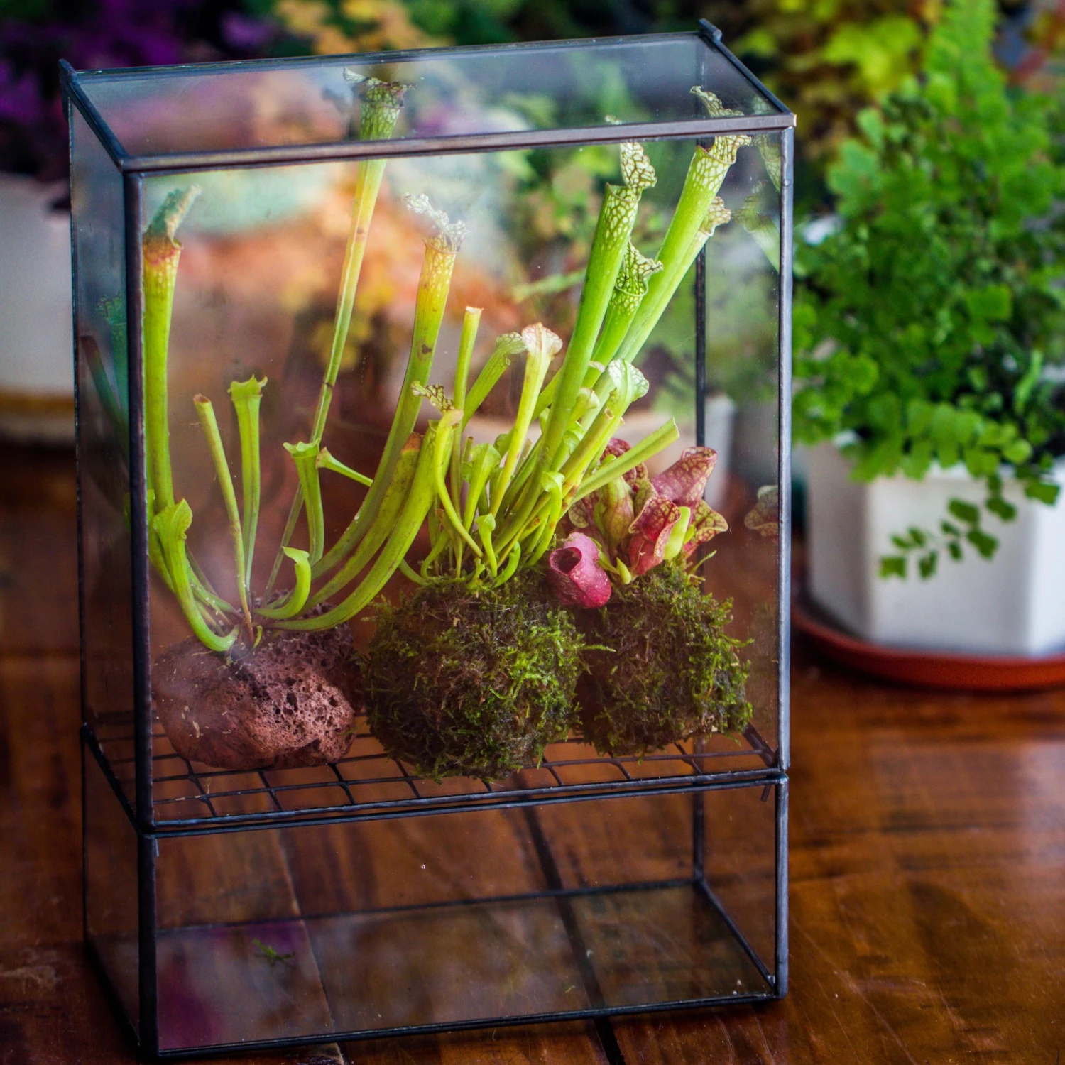 NCYP Glass And Tin Close Terrarium With Drainage Bottom, Suits For Fly Trap, Pitcher Plants, Moss Ball, Nursery, Small Tropical Plants 2 NCYP Glass And Tin Close Terrarium With Drainage Bottom, Suits For Fly Trap, Pitcher Plants, Moss Ball, Nursery, Small Tropical Plants - Image 2