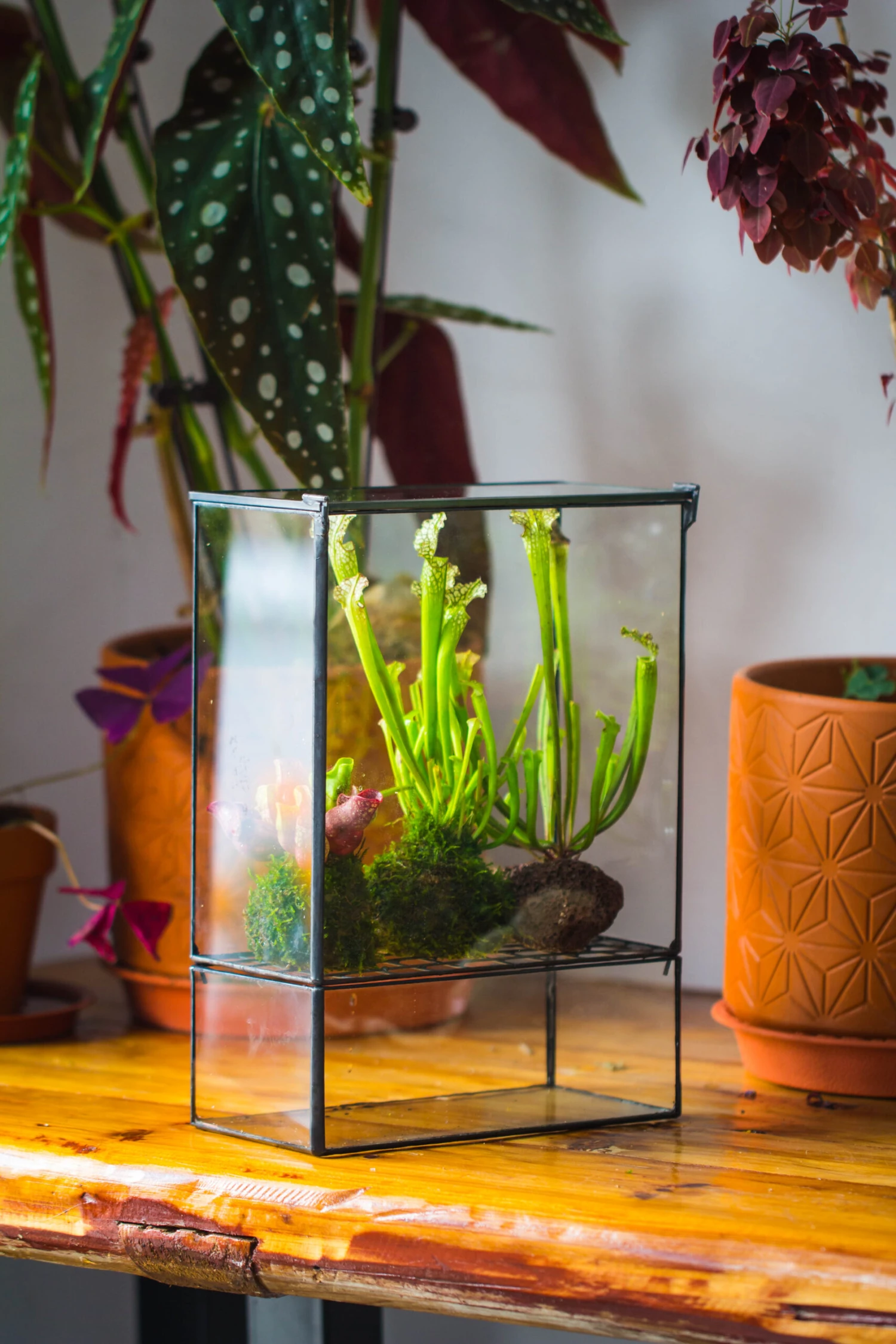 NCYP Glass And Tin Close Terrarium With Drainage Bottom, Suits For Fly Trap, Pitcher Plants, Moss Ball, Nursery, Small Tropical Plants 10 NCYP Glass And Tin Close Terrarium With Drainage Bottom, Suits For Fly Trap, Pitcher Plants, Moss Ball, Nursery, Small Tropical Plants - Image 10