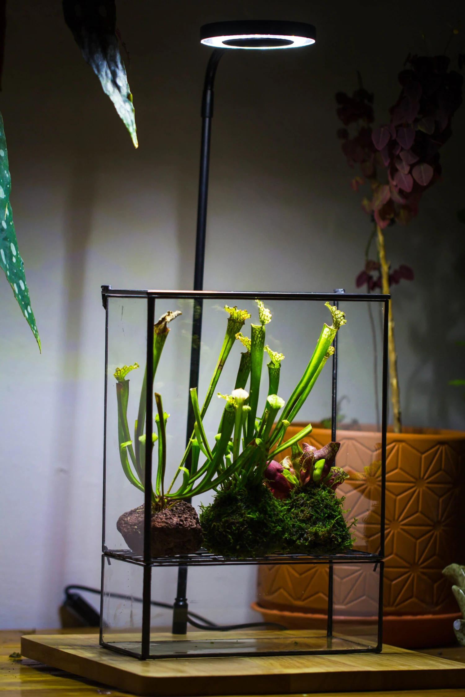 NCYP Glass And Tin Close Terrarium With Drainage Bottom, Suits For Fly Trap, Pitcher Plants, Moss Ball, Nursery, Small Tropical Plants 13 NCYP Glass And Tin Close Terrarium With Drainage Bottom, Suits For Fly Trap, Pitcher Plants, Moss Ball, Nursery, Small Tropical Plants - Image 13