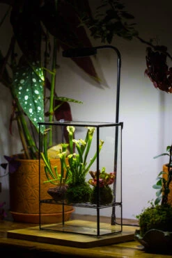 NCYP Glass And Tin Close Terrarium With Drainage Bottom, Suits For Fly Trap, Pitcher Plants, Moss Ball, Nursery, Small Tropical Plants 27 NCYP Glass And Tin Close Terrarium With Drainage Bottom, Suits For Fly Trap, Pitcher Plants, Moss Ball, Nursery, Small Tropical Plants -Ncyp Garden Sale Shop 20221118015 14