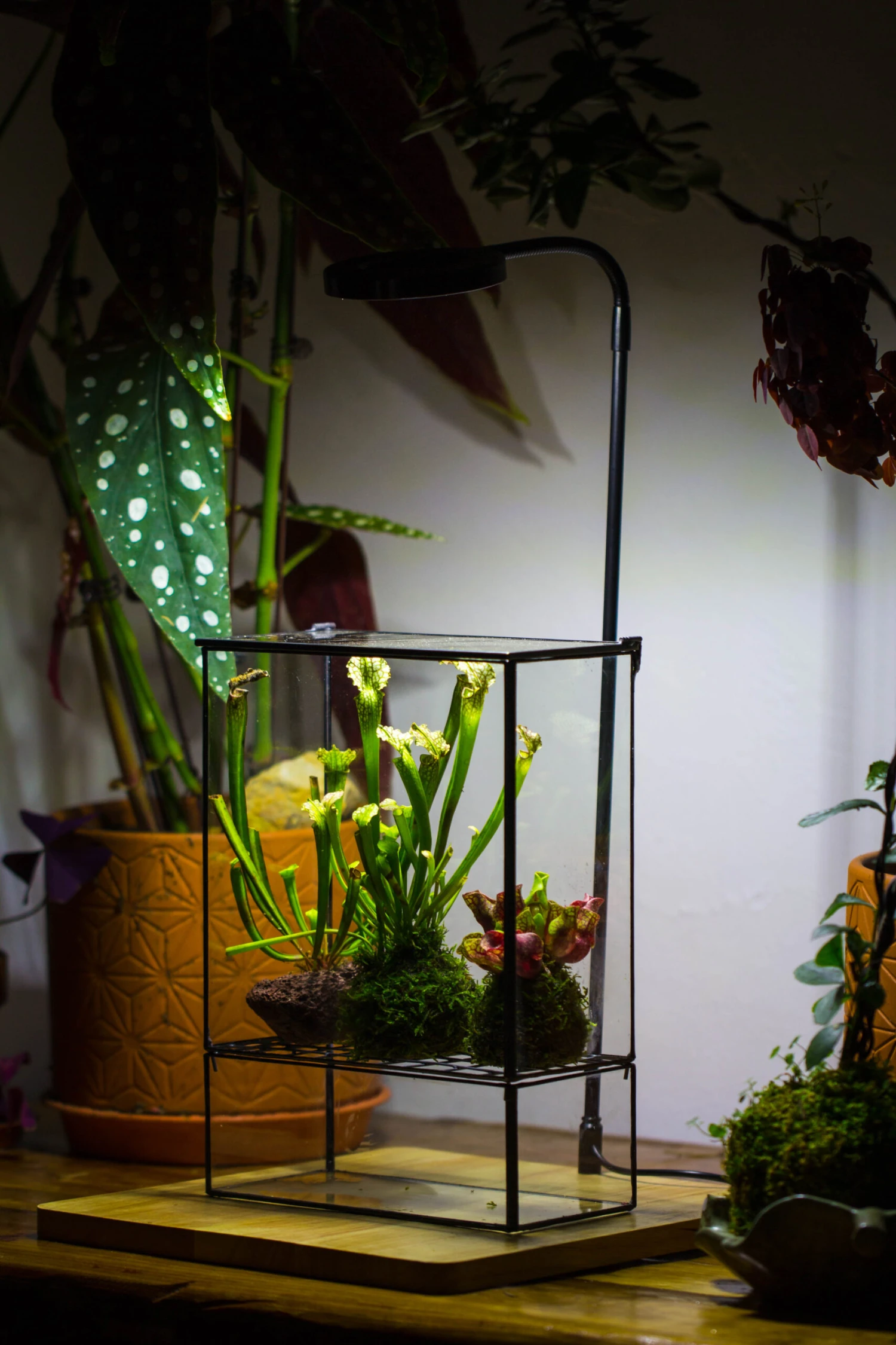 NCYP Glass And Tin Close Terrarium With Drainage Bottom, Suits For Fly Trap, Pitcher Plants, Moss Ball, Nursery, Small Tropical Plants 14 NCYP Glass And Tin Close Terrarium With Drainage Bottom, Suits For Fly Trap, Pitcher Plants, Moss Ball, Nursery, Small Tropical Plants - Image 14