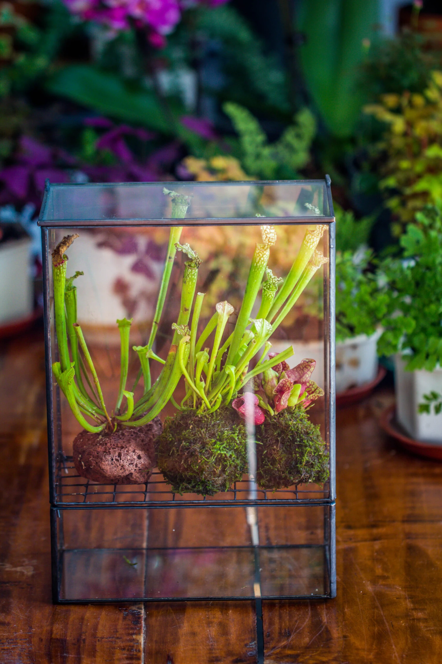 NCYP Glass And Tin Close Terrarium With Drainage Bottom, Suits For Fly Trap, Pitcher Plants, Moss Ball, Nursery, Small Tropical Plants 3 NCYP Glass And Tin Close Terrarium With Drainage Bottom, Suits For Fly Trap, Pitcher Plants, Moss Ball, Nursery, Small Tropical Plants - Image 3