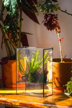 NCYP Glass And Tin Close Terrarium With Drainage Bottom, Suits For Fly Trap, Pitcher Plants, Moss Ball, Nursery, Small Tropical Plants 17 NCYP Glass And Tin Close Terrarium With Drainage Bottom, Suits For Fly Trap, Pitcher Plants, Moss Ball, Nursery, Small Tropical Plants -Ncyp Garden Sale Shop 20221118015 3