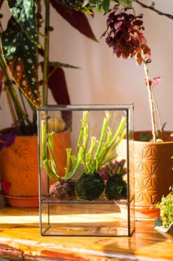 NCYP Glass And Tin Close Terrarium With Drainage Bottom, Suits For Fly Trap, Pitcher Plants, Moss Ball, Nursery, Small Tropical Plants 18 NCYP Glass And Tin Close Terrarium With Drainage Bottom, Suits For Fly Trap, Pitcher Plants, Moss Ball, Nursery, Small Tropical Plants -Ncyp Garden Sale Shop 20221118015 4