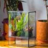NCYP Glass And Tin Close Terrarium With Drainage Bottom, Suits For Fly Trap, Pitcher Plants, Moss Ball, Nursery, Small Tropical Plants