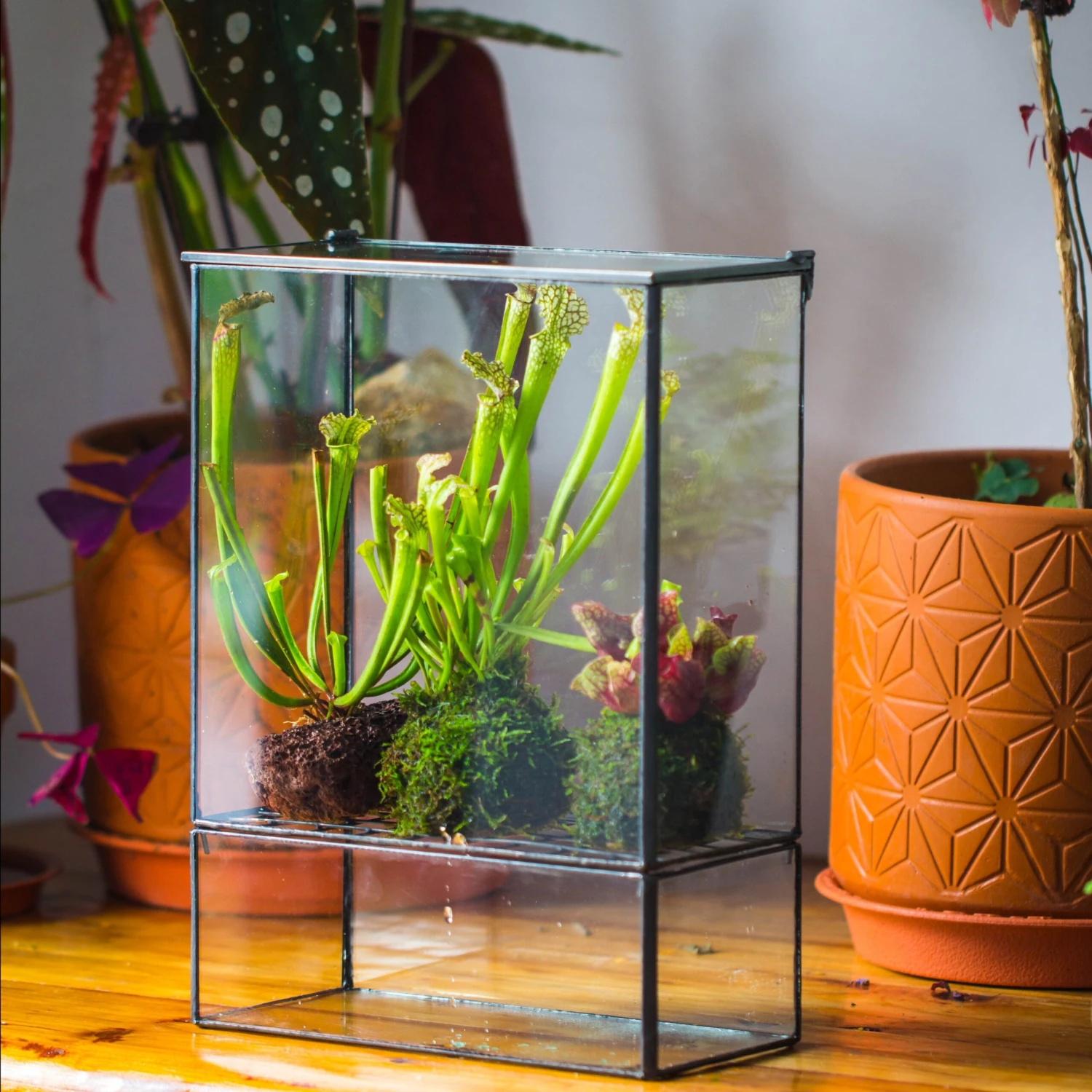 NCYP Glass And Tin Close Terrarium With Drainage Bottom, Suits For Fly Trap, Pitcher Plants, Moss Ball, Nursery, Small Tropical Plants 1 NCYP Glass And Tin Close Terrarium With Drainage Bottom, Suits For Fly Trap, Pitcher Plants, Moss Ball, Nursery, Small Tropical Plants