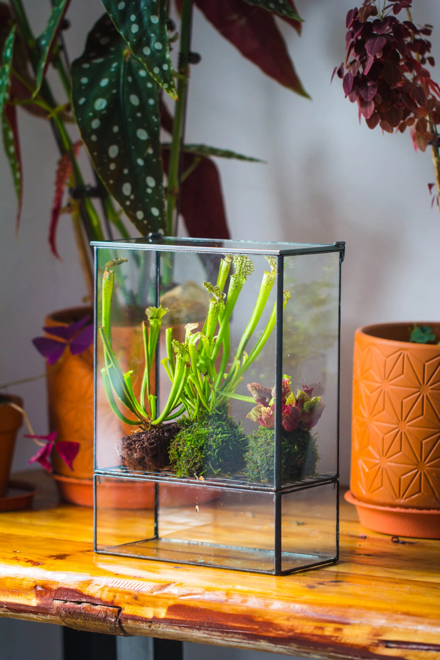NCYP Glass And Tin Close Terrarium With Drainage Bottom, Suits For Fly Trap, Pitcher Plants, Moss Ball, Nursery, Small Tropical Plants 6 NCYP Glass And Tin Close Terrarium With Drainage Bottom, Suits For Fly Trap, Pitcher Plants, Moss Ball, Nursery, Small Tropical Plants - Image 6