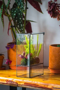 NCYP Glass And Tin Close Terrarium With Drainage Bottom, Suits For Fly Trap, Pitcher Plants, Moss Ball, Nursery, Small Tropical Plants 22 NCYP Glass And Tin Close Terrarium With Drainage Bottom, Suits For Fly Trap, Pitcher Plants, Moss Ball, Nursery, Small Tropical Plants -Ncyp Garden Sale Shop 20221118015 9