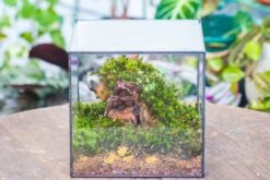 8" Cube NCYP BasicClose Geometric Glass Tin Terrarium, Planter For Moss Wall, Fern, Landscape, No Plants -Ncyp Garden Sale Shop 20221118023 5