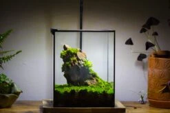 8x8x10" NCYP Basic Rectangle Close Geometric Glass Tin Terrarium, Planter For Moss Wall, Fern, Landscape, No Plants -Ncyp Garden Sale Shop 20221118029 1