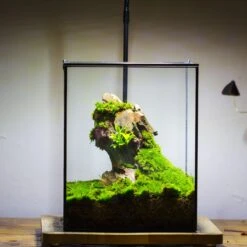 8x8x10" NCYP Basic Rectangle Close Geometric Glass Tin Terrarium, Planter For Moss Wall, Fern, Landscape, No Plants