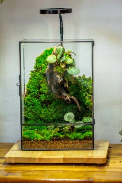 8x12" Close Geometric Glass Terrarium With Door, Tin Sealed Rectangle Tall Planter For Moss Wall, Fern, Landscape Multiple Size, No Plants 18 8x12" Close Geometric Glass Terrarium With Door, Tin Sealed Rectangle Tall Planter For Moss Wall, Fern, Landscape Multiple Size, No Plants -Ncyp Garden Sale Shop 20221118037 2