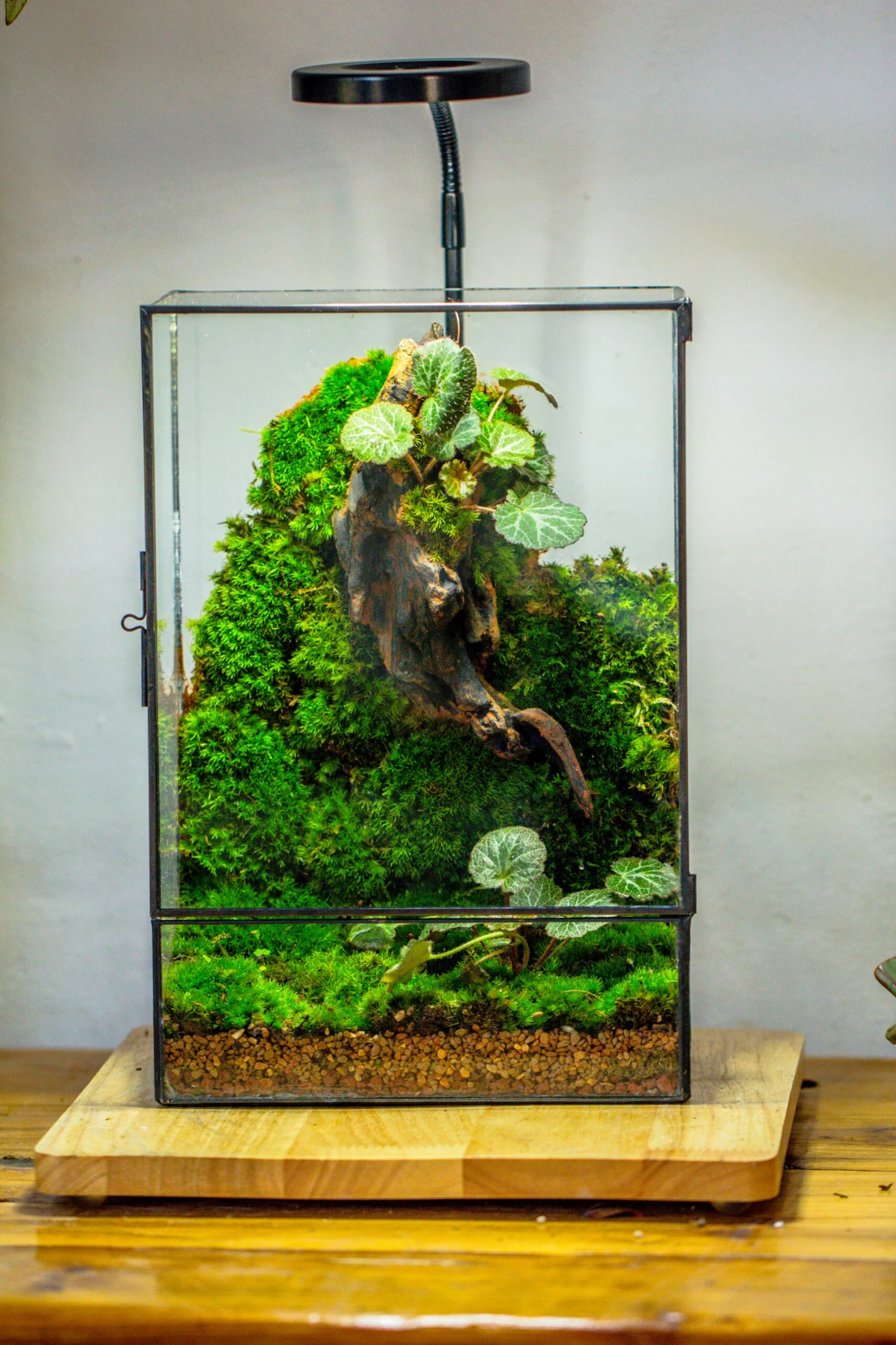 8x12" Close Geometric Glass Terrarium With Door, Tin Sealed Rectangle Tall Planter For Moss Wall, Fern, Landscape Multiple Size, No Plants 4 8x12" Close Geometric Glass Terrarium With Door, Tin Sealed Rectangle Tall Planter For Moss Wall, Fern, Landscape Multiple Size, No Plants - Image 4