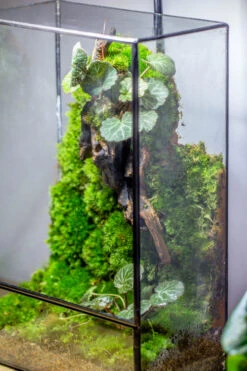 8x12" Close Geometric Glass Terrarium With Door, Tin Sealed Rectangle Tall Planter For Moss Wall, Fern, Landscape Multiple Size, No Plants 28 8x12" Close Geometric Glass Terrarium With Door, Tin Sealed Rectangle Tall Planter For Moss Wall, Fern, Landscape Multiple Size, No Plants -Ncyp Garden Sale Shop 20221118037 31