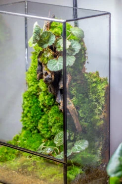8x12" Close Geometric Glass Terrarium With Door, Tin Sealed Rectangle Tall Planter For Moss Wall, Fern, Landscape Multiple Size, No Plants 29 8x12" Close Geometric Glass Terrarium With Door, Tin Sealed Rectangle Tall Planter For Moss Wall, Fern, Landscape Multiple Size, No Plants -Ncyp Garden Sale Shop 20221118037 32