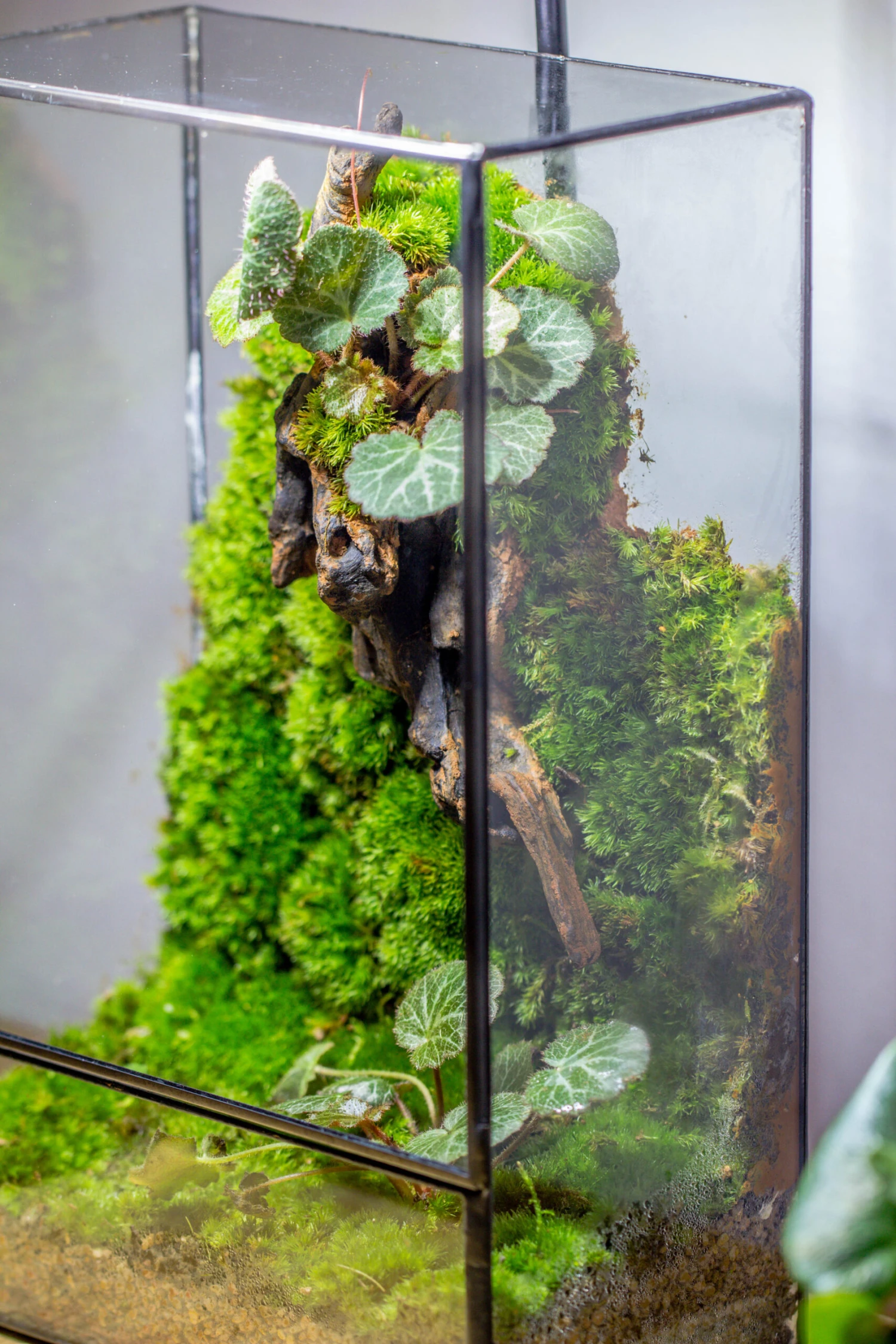 8x12" Close Geometric Glass Terrarium With Door, Tin Sealed Rectangle Tall Planter For Moss Wall, Fern, Landscape Multiple Size, No Plants 15 8x12" Close Geometric Glass Terrarium With Door, Tin Sealed Rectangle Tall Planter For Moss Wall, Fern, Landscape Multiple Size, No Plants - Image 15