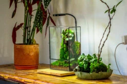 8x12" Close Geometric Glass Terrarium With Door, Tin Sealed Rectangle Tall Planter For Moss Wall, Fern, Landscape Multiple Size, No Plants 19 8x12" Close Geometric Glass Terrarium With Door, Tin Sealed Rectangle Tall Planter For Moss Wall, Fern, Landscape Multiple Size, No Plants -Ncyp Garden Sale Shop 20221118037 4
