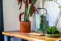 8x12" Close Geometric Glass Terrarium With Door, Tin Sealed Rectangle Tall Planter For Moss Wall, Fern, Landscape Multiple Size, No Plants 27 8x12" Close Geometric Glass Terrarium With Door, Tin Sealed Rectangle Tall Planter For Moss Wall, Fern, Landscape Multiple Size, No Plants -Ncyp Garden Sale Shop 20221118037 5 b5067776 387c 4fb3 8ebb 0a2064a4bdbe