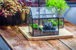 Handmade Black Gold Glass Box Geometric Terrarium With Lid For Planter Container Storage Case Gift -Ncyp Garden Sale Shop 20230221019 24 a20fed60 1297 41fb b8e8 91d4998ff3e0