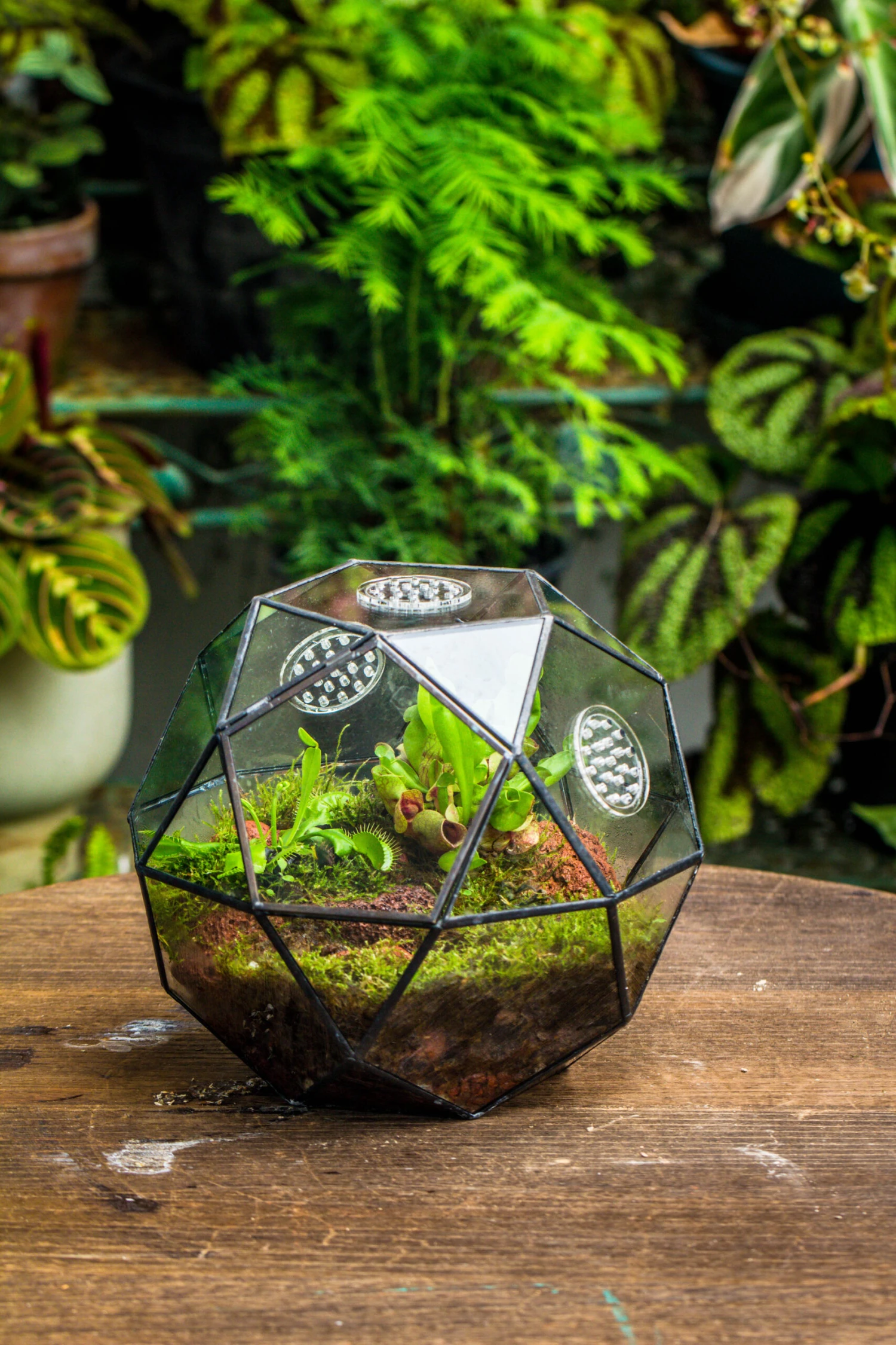 Handmade Close Triangular Pentagon Mix 32-Sides Clear Glass Geometric Centerpiece Terrarium For Moss 8 Handmade Close Triangular Pentagon Mix 32-Sides Clear Glass Geometric Centerpiece Terrarium For Moss - Image 8