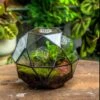 Handmade Close Triangular Pentagon Mix 32-Sides Clear Glass Geometric Centerpiece Terrarium For Moss