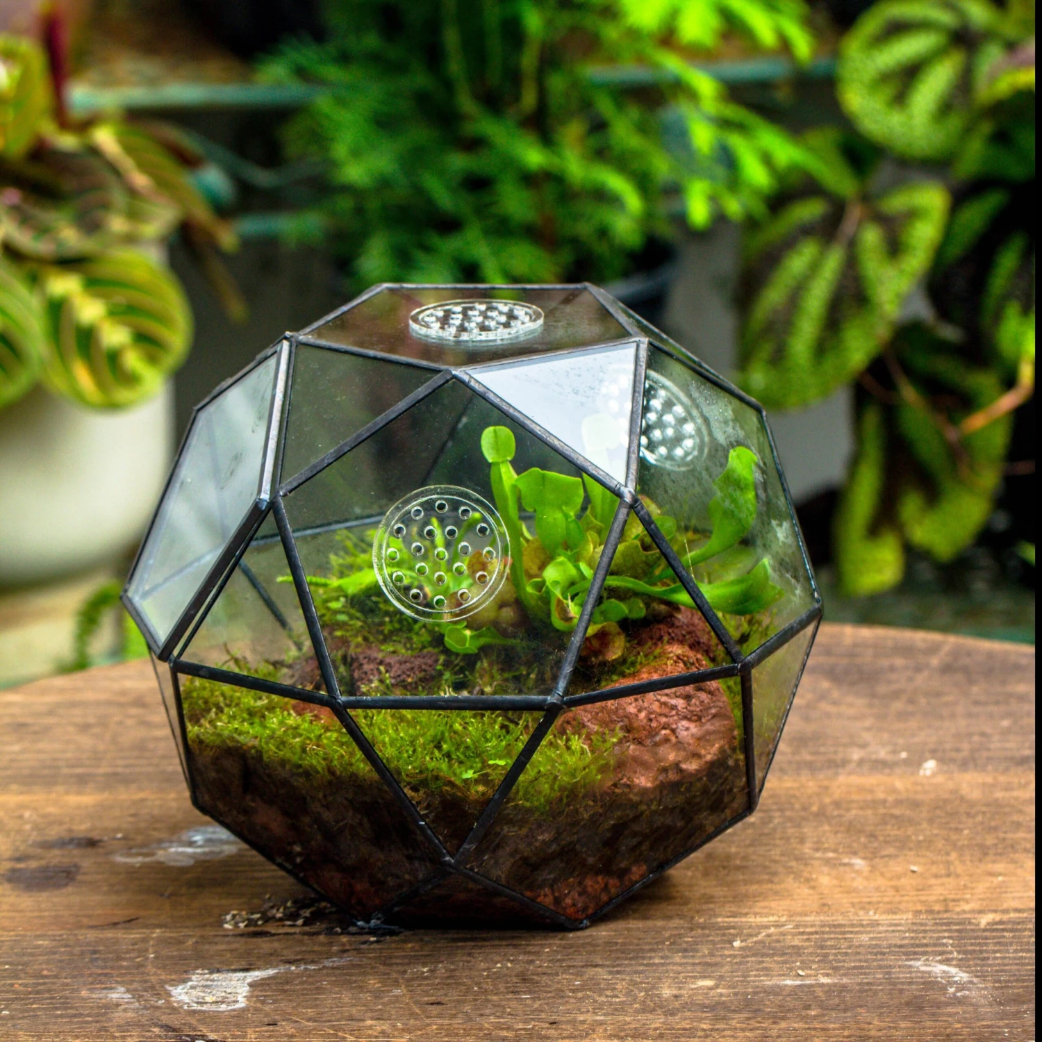 Handmade Close Triangular Pentagon Mix 32-Sides Clear Glass Geometric Centerpiece Terrarium For Moss 1 Handmade Close Triangular Pentagon Mix 32-Sides Clear Glass Geometric Centerpiece Terrarium For Moss