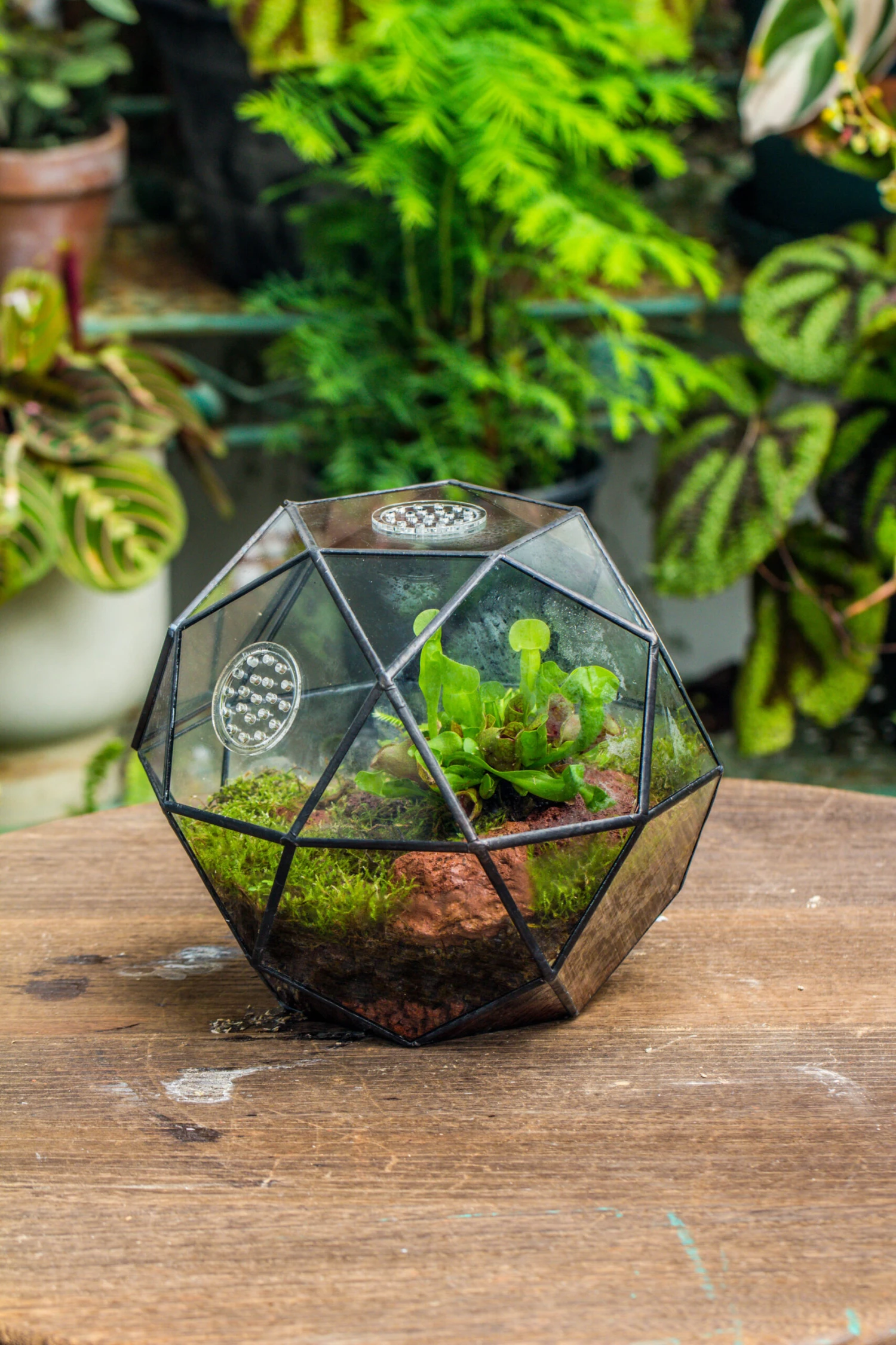 Handmade Close Triangular Pentagon Mix 32-Sides Clear Glass Geometric Centerpiece Terrarium For Moss 3 Handmade Close Triangular Pentagon Mix 32-Sides Clear Glass Geometric Centerpiece Terrarium For Moss - Image 3