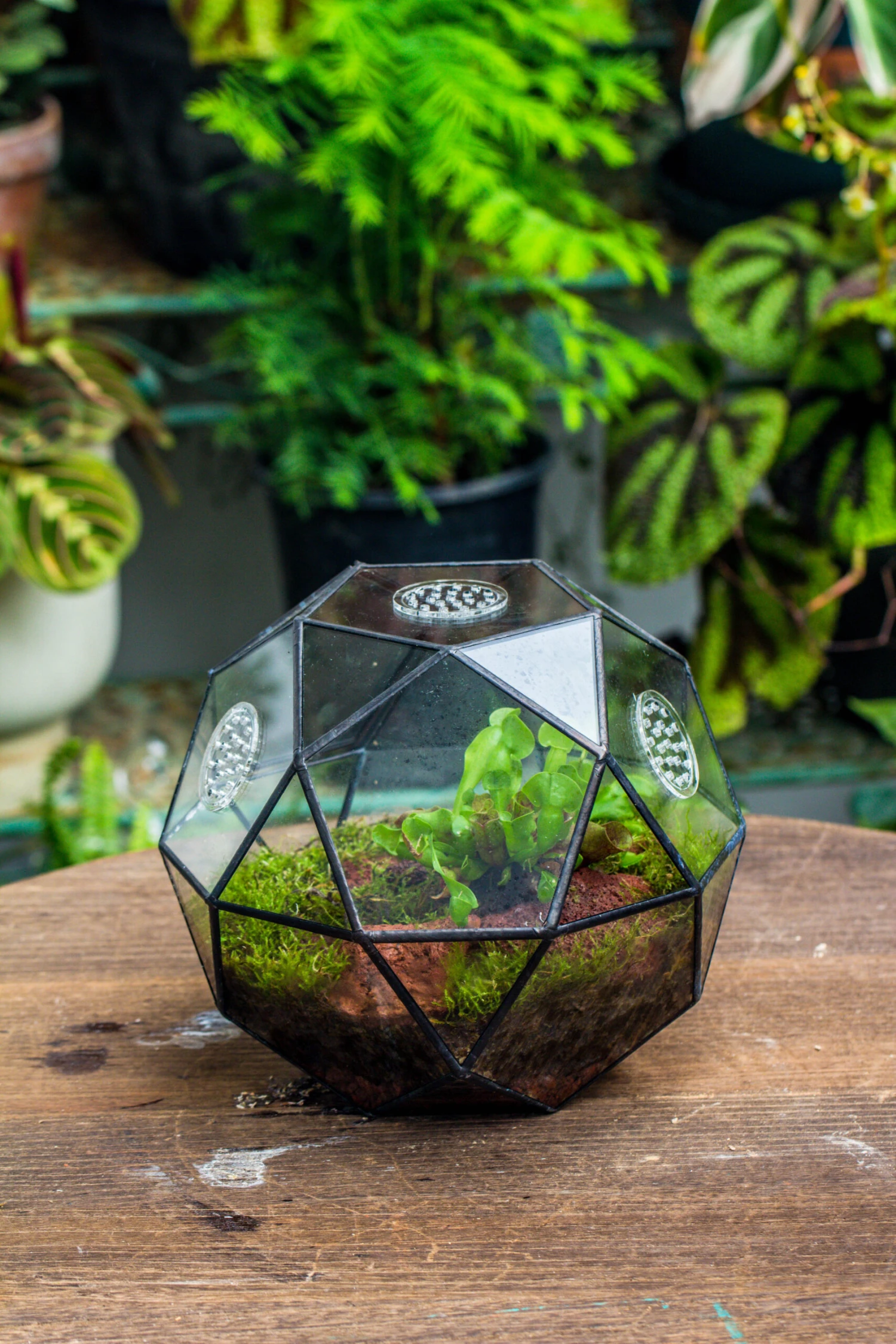 Handmade Close Triangular Pentagon Mix 32-Sides Clear Glass Geometric Centerpiece Terrarium For Moss 9 Handmade Close Triangular Pentagon Mix 32-Sides Clear Glass Geometric Centerpiece Terrarium For Moss - Image 9