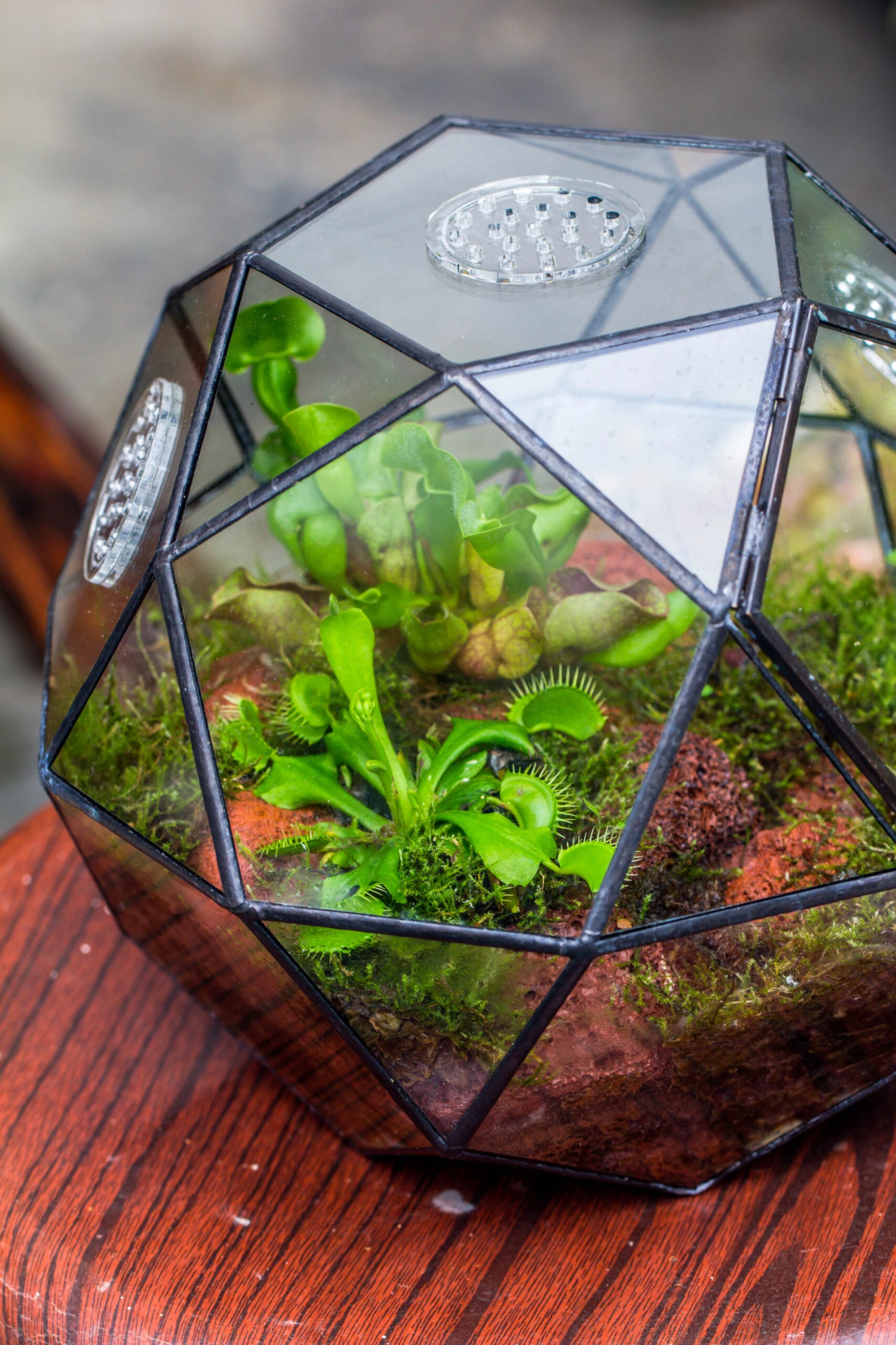Handmade Close Triangular Pentagon Mix 32-Sides Clear Glass Geometric Centerpiece Terrarium For Moss 5 Handmade Close Triangular Pentagon Mix 32-Sides Clear Glass Geometric Centerpiece Terrarium For Moss - Image 5
