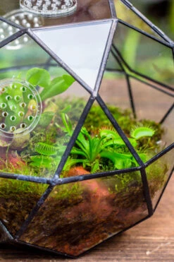 Handmade Close Triangular Pentagon Mix 32-Sides Clear Glass Geometric Centerpiece Terrarium For Moss 20 Handmade Close Triangular Pentagon Mix 32-Sides Clear Glass Geometric Centerpiece Terrarium For Moss -Ncyp Garden Sale Shop 20230509029 21