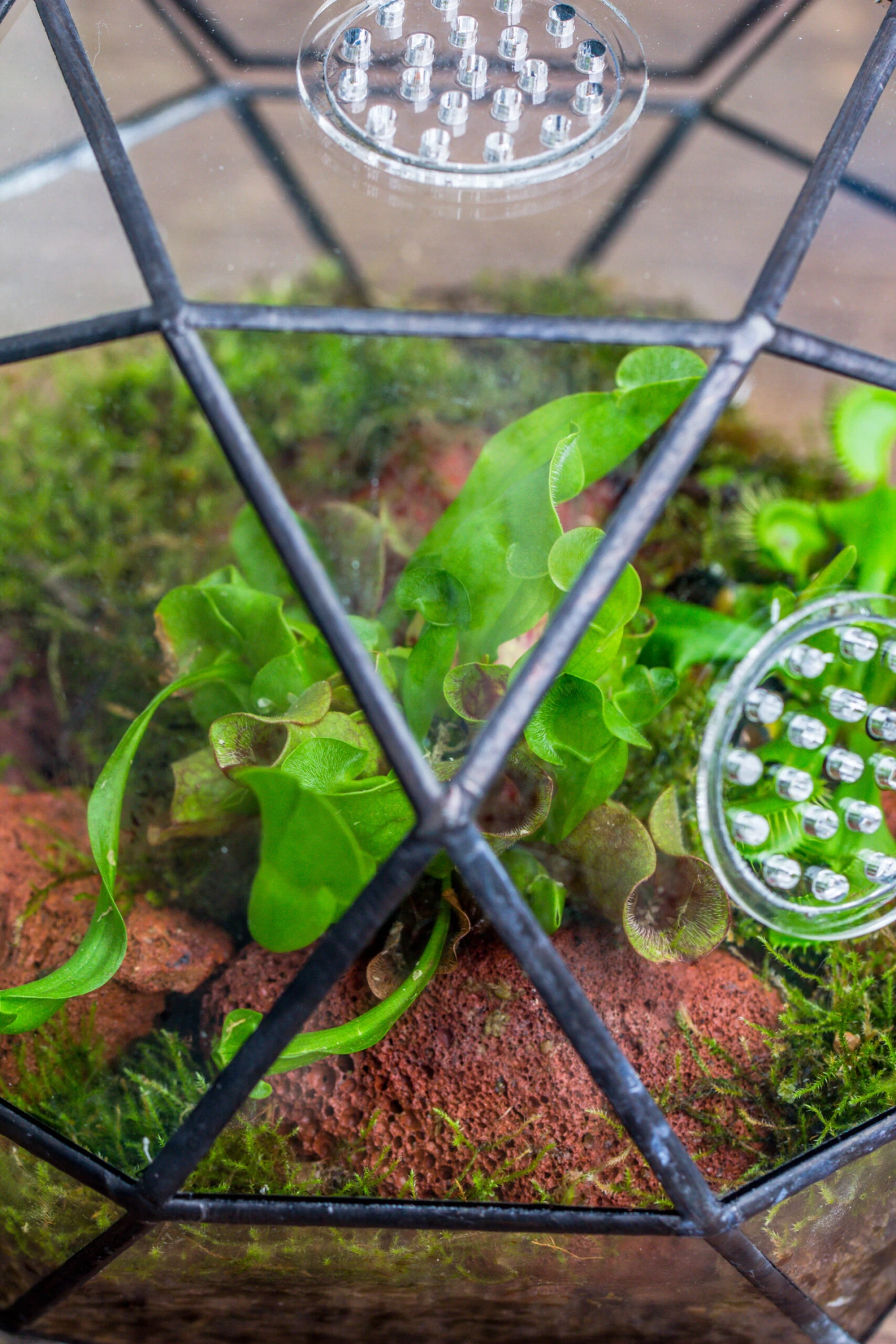 Handmade Close Triangular Pentagon Mix 32-Sides Clear Glass Geometric Centerpiece Terrarium For Moss 11 Handmade Close Triangular Pentagon Mix 32-Sides Clear Glass Geometric Centerpiece Terrarium For Moss - Image 11