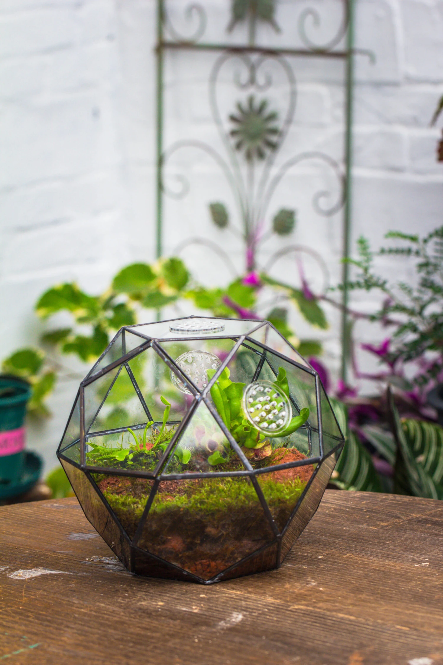 Handmade Close Triangular Pentagon Mix 32-Sides Clear Glass Geometric Centerpiece Terrarium For Moss 6 Handmade Close Triangular Pentagon Mix 32-Sides Clear Glass Geometric Centerpiece Terrarium For Moss - Image 6