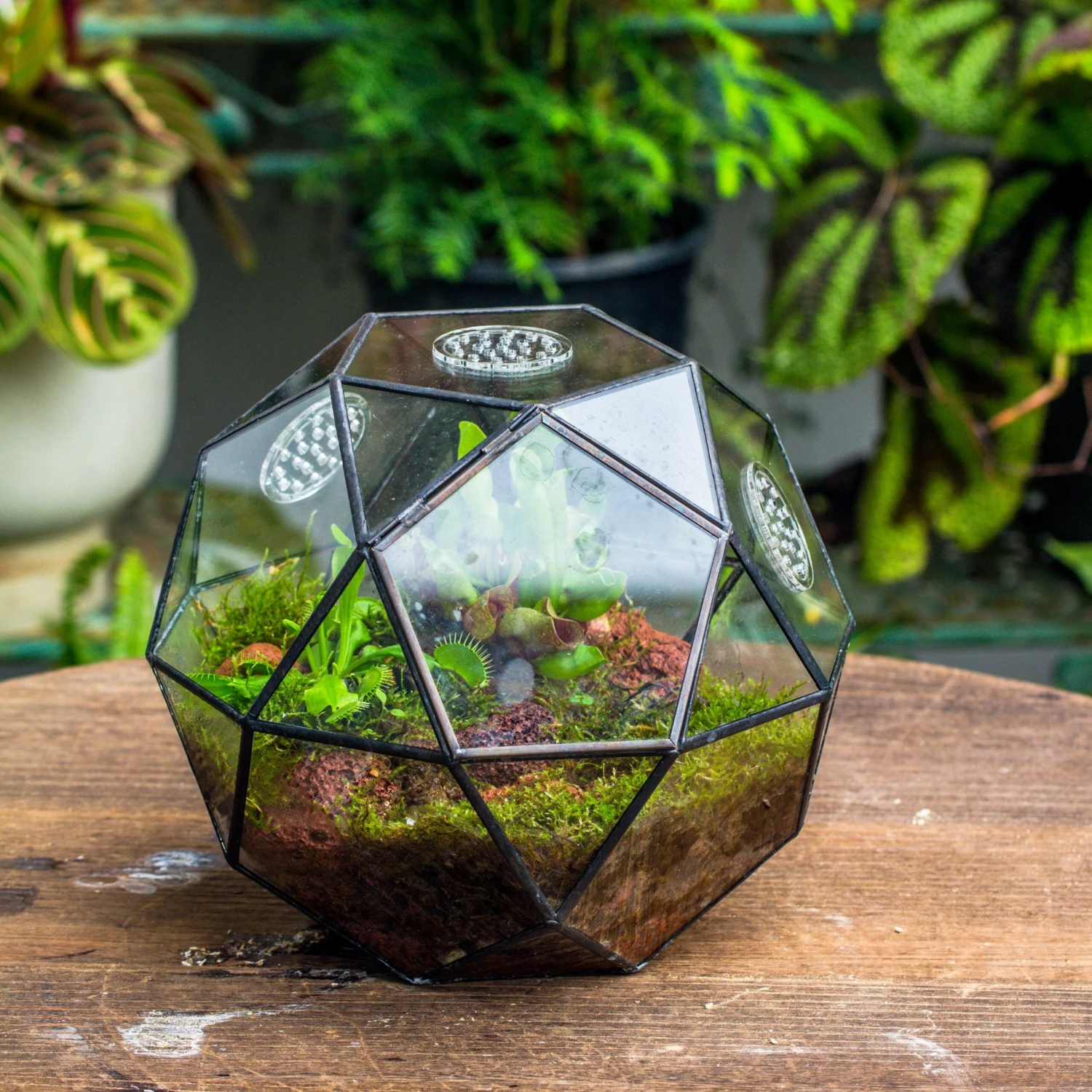 Handmade Close Triangular Pentagon Mix 32-Sides Clear Glass Geometric Centerpiece Terrarium For Moss 2 Handmade Close Triangular Pentagon Mix 32-Sides Clear Glass Geometric Centerpiece Terrarium For Moss - Image 2