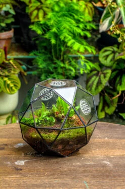 Handmade Close Triangular Pentagon Mix 32-Sides Clear Glass Geometric Centerpiece Terrarium For Moss 17 Handmade Close Triangular Pentagon Mix 32-Sides Clear Glass Geometric Centerpiece Terrarium For Moss -Ncyp Garden Sale Shop 20230509029 9