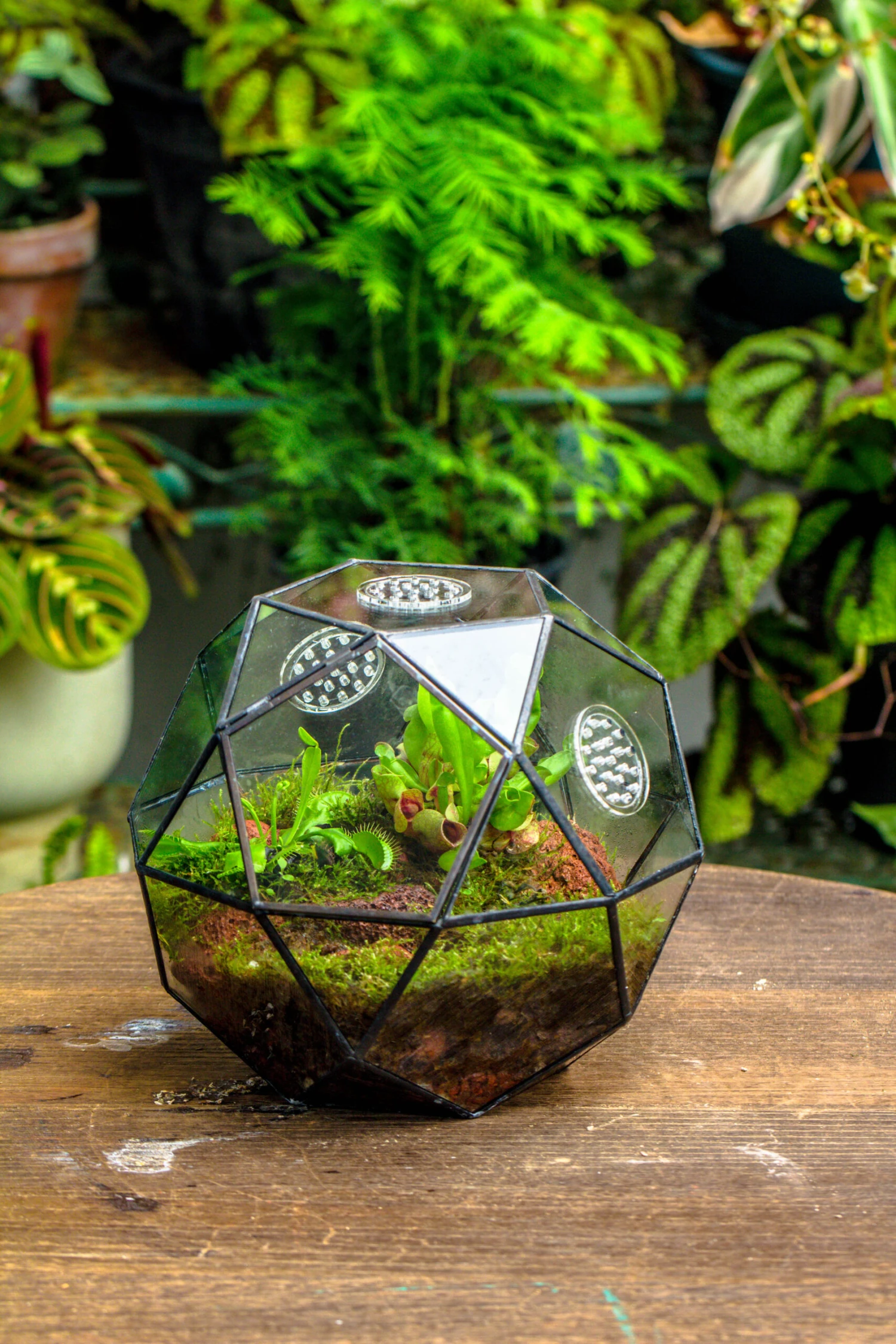 Handmade Close Triangular Pentagon Mix 32-Sides Clear Glass Geometric Centerpiece Terrarium For Moss 7 Handmade Close Triangular Pentagon Mix 32-Sides Clear Glass Geometric Centerpiece Terrarium For Moss - Image 7