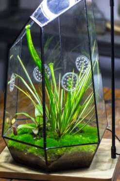 Handmade 41cm / 16" Tall IrregularGlass Geometric Terrarium Box With Vent -Ncyp Garden Sale Shop 20230510030 12