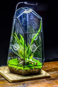 Handmade 41cm / 16" Tall IrregularGlass Geometric Terrarium Box With Vent -Ncyp Garden Sale Shop 20230510030 6