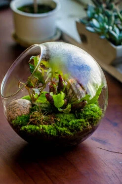 Glass Sphere Terrarium With Cut Kit For Planting Moss, Carnivorous Plant, Begonia -Ncyp Garden Sale Shop 20230608041 10