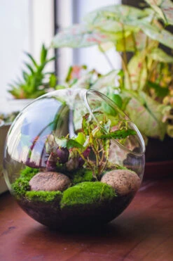Glass Sphere Terrarium With Cut Kit For Planting Moss, Carnivorous Plant, Begonia -Ncyp Garden Sale Shop 20230608041 11