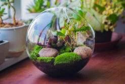 Glass Sphere Terrarium With Cut Kit For Planting Moss, Carnivorous Plant, Begonia -Ncyp Garden Sale Shop 20230608041 12