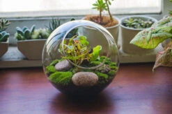Glass Sphere Terrarium With Cut Kit For Planting Moss, Carnivorous Plant, Begonia -Ncyp Garden Sale Shop 20230608041 15